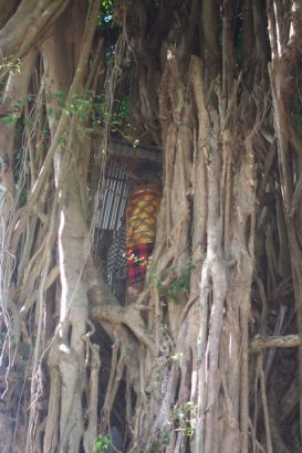 Banyan tree is called bingin by Balinese.