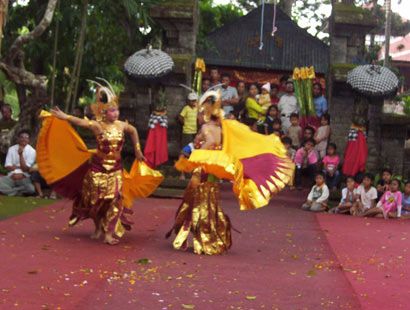 cendrawasih 04