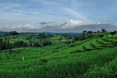 Jatiluwih