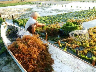 nusa ceningan seaweed farm