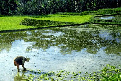 rice field cosioj