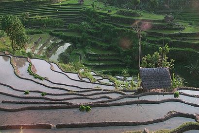 sawah01