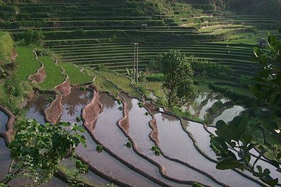 sawah02