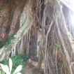 Banyan tree is called bingin by Balinese.