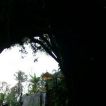 bunut bolong