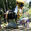 Lembu - the holy cow