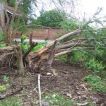 Fallen tree coused by ferocious wind of Kapitu and Kaul