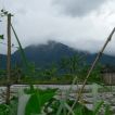 kiadan plaga vegetable farm