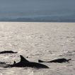 Lovina &acirc;��s Dolphin Trip