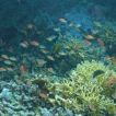 menjangan diving area