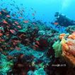 nusa penida diving area