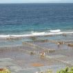 nusa penida seaweed farming