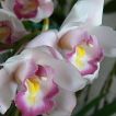 Orchid