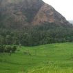 sawah04