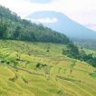 rows of rice fields