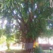a tenget banyan tree