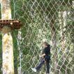 treetop