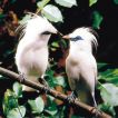 Bali Starling