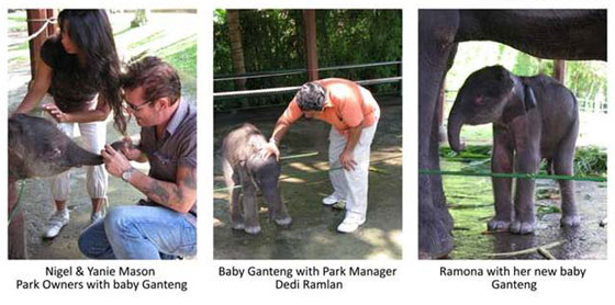 elephant-safari-park